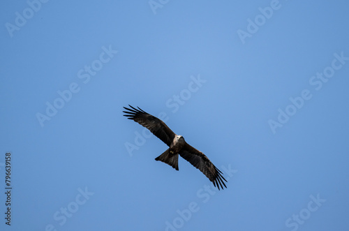 a black kite flies above the ground and looks for prey in the steppe on a sunny day