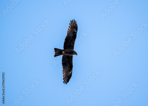 a black kite flies above the ground and looks for prey in the steppe on a sunny day