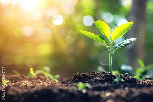 Nurturing a Young Plant into a Vibrant Tree: A Symbol of Environmental Care and Growth. Concept Tree Growth, Environmental Care, Plant Nurturing, Green Initiatives, Sustainable Development