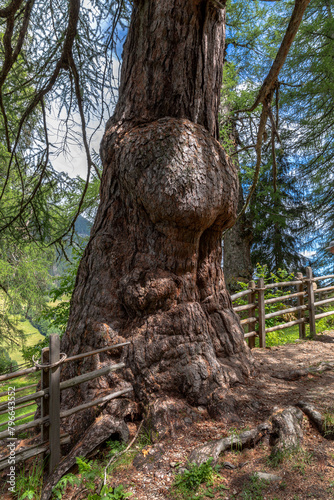 Ultner Urlärchen bei Sankt Gertraud, Ultental, Südtirol