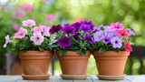 Summer flowers in a garden ,Vibrant Potted Garden Blooms ,Beautiful petunia flowers in plant pots outdoors

