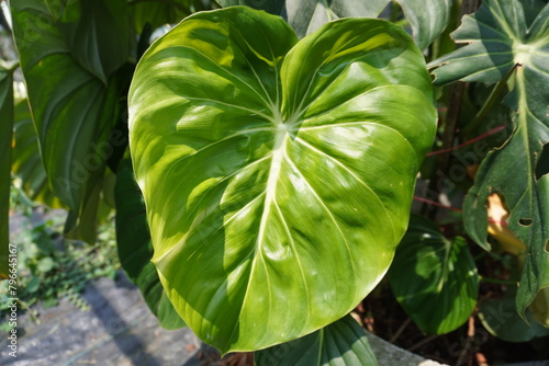 The big green leaves of Philodendron Dean McDowell, a popular tropical plant photo