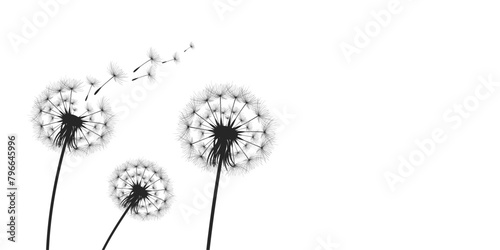 Vector illustration dandelion time. Black Dandelion seeds blowing in the wind. The wind inflates a dandelion isolated on a white background. © TestersDesigns