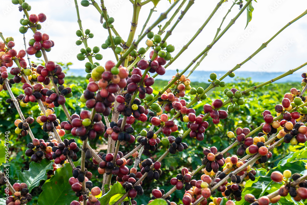 coffee beans on coffee tree on the plantation in brazilian farm. Brazil coffee beans on coffee tree on the plantation in brazilian farm. Brazil
