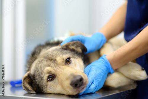 Veterinarian examines a large dog in veterinary clinic. Vet doctor applied a medical bandage for pet during treatment after the injury or surgery operation. Anesthesia for animals