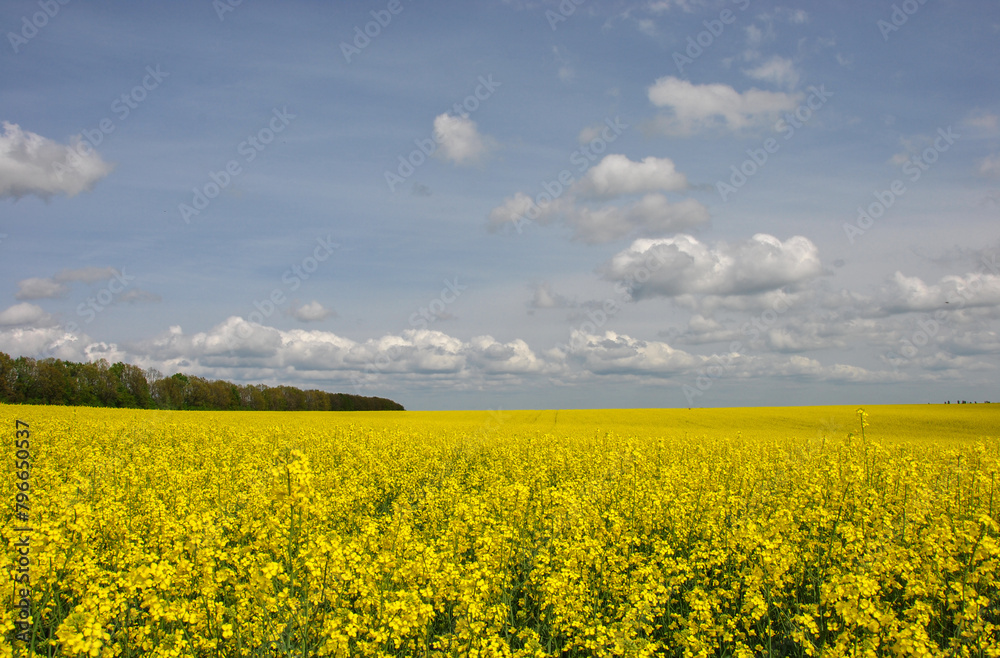 bright yellow field of blooming rapeseed and sky with clouds. beautiful landscape with a rapeseed field in Ukraine