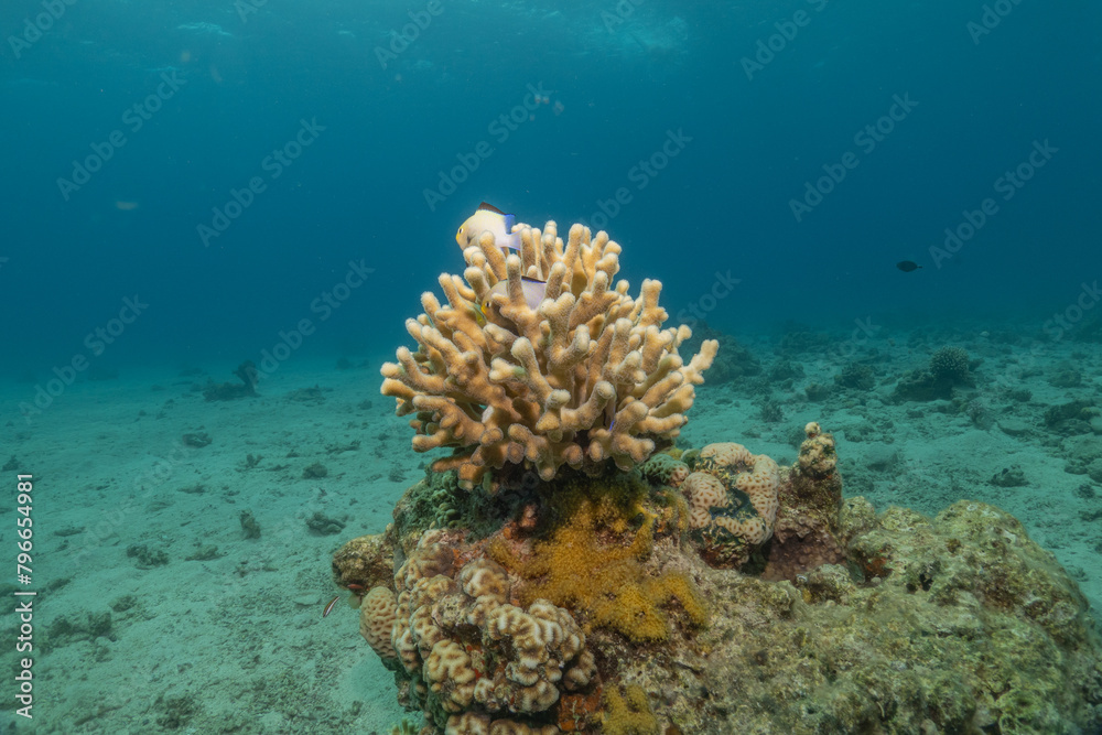 Naklejka premium Coral reef and water plants in the Red Sea, Eilat Israel