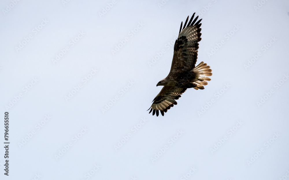 steppe eagle flies above the ground and looks for prey in the steppe on a sunny day