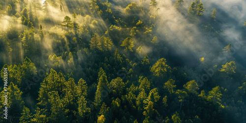 Aerial view pine tree forest foggy morning, top view nature outdoor evergreen landscape.   © Khoirul