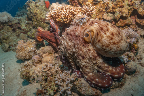 Octopus king of camouflage in the Red Sea, Eilat Israel 
