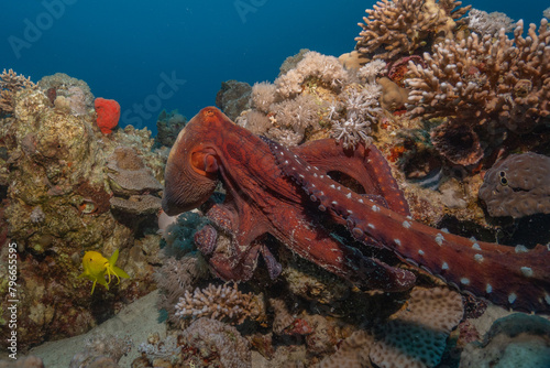 Octopus king of camouflage in the Red Sea, Eilat Israel 