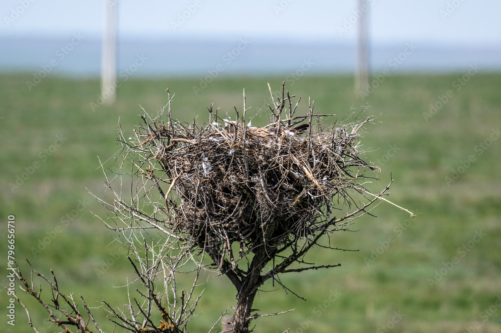 The steppe eagle is busy with the nest and is preparing to hatch chicks in the steppe on a sunny day The steppe eagle is busy with the nest and is preparing to hatch chicks in the steppe on a sunny day