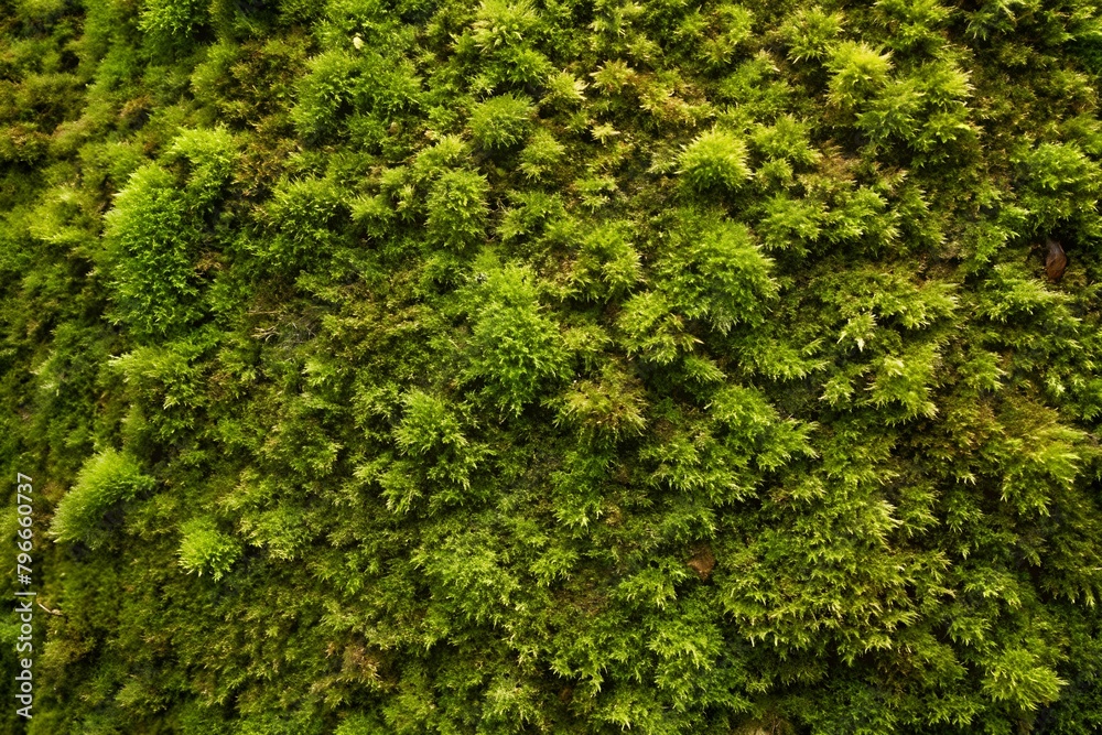green moss background texture green moss background texture