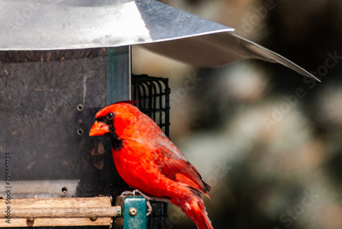 A male northern cardinal (cardinalis cardinalis) ,perched and eating seeds at a bird feeder.
