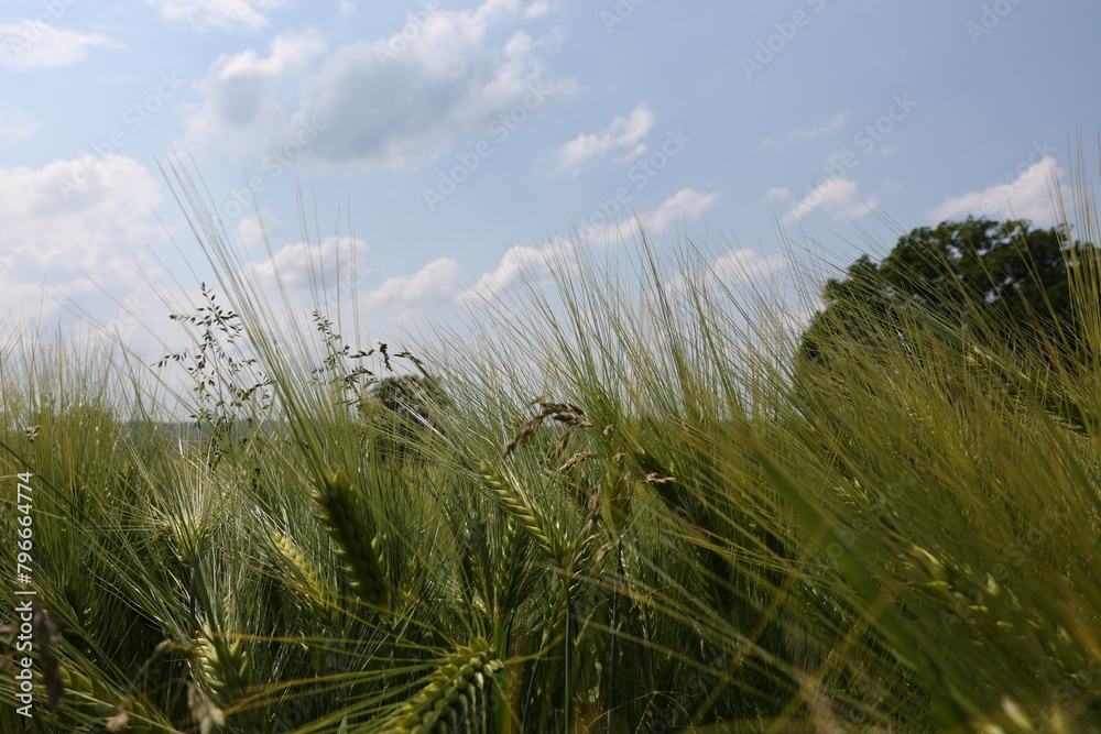 A field of green barley with a few trees in the background