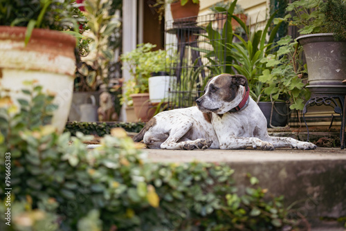 Mixed breed dog sitting on front porch of house surrounded by plants