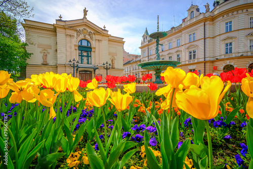 Bielsko-Biała wiosna kwiaty © charlottemelanie