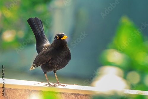 Kos - czarny ptak © charlottemelanie