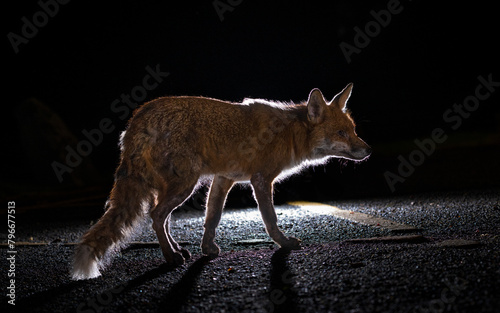 Urban fox of the prowl photo