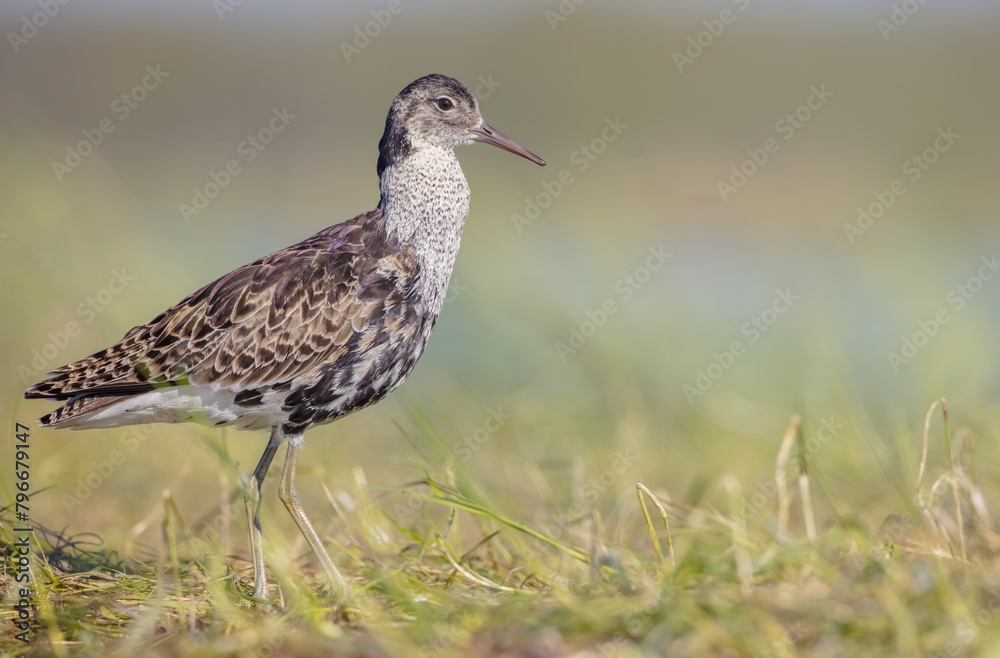 Ruff - male bird at a wetland on the mating season in spring Ruff - male bird at a wetland on the mating season in spring