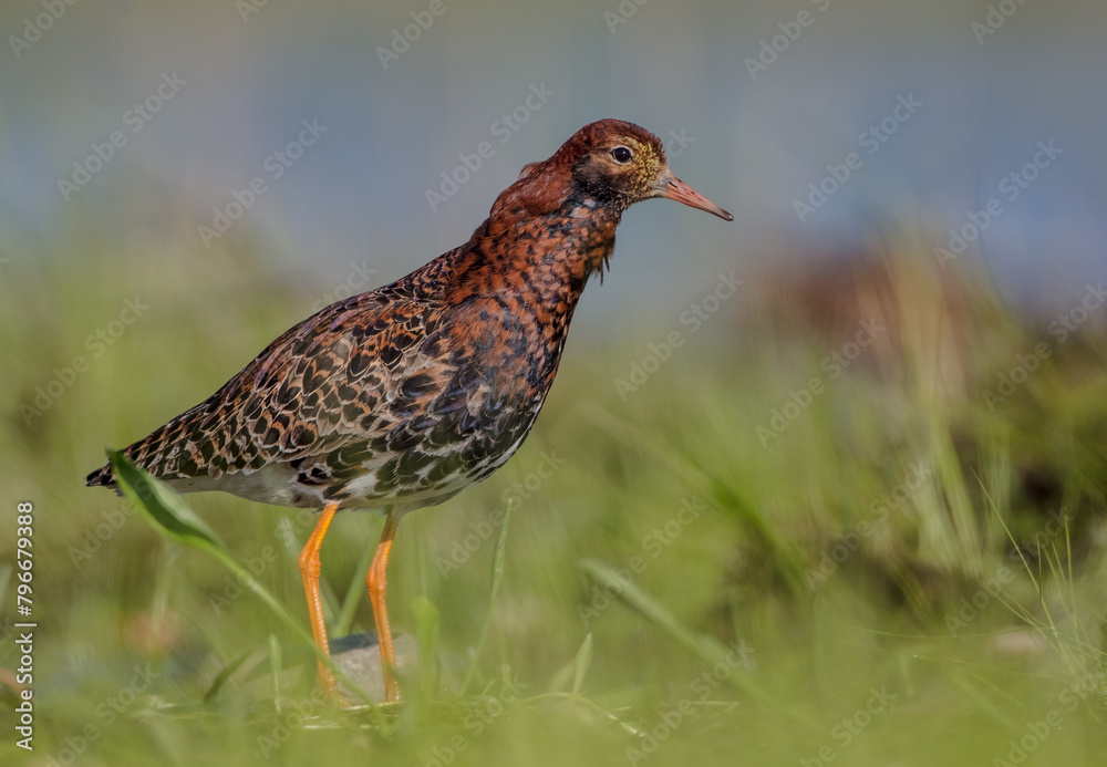 Ruff - male bird at a wetland on the mating season in spring