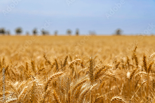 Paddock full of ripe wheat ready for harvest photo