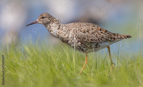 Ruff - male bird at a wetland on the mating season in spring