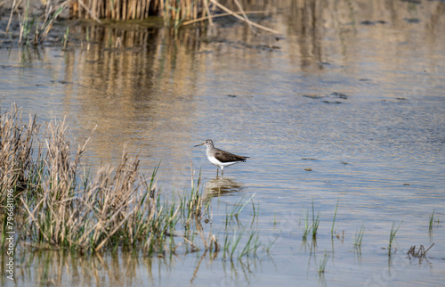 gray sandpiper on a spring lake looking for food on a sunny day