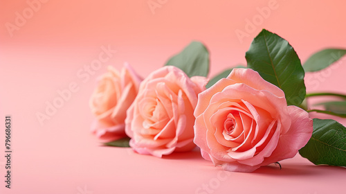 Three pink roses are arranged in a row on a pink background. The roses are the main focus of the image, and they appear to be fresh and vibrant