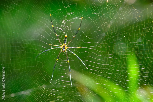 Nephila pilipes is a species of golden orb-web spider. It is located in all countries in East and Southeast Asia as well as Oceania. spider web in tropical forest. photo