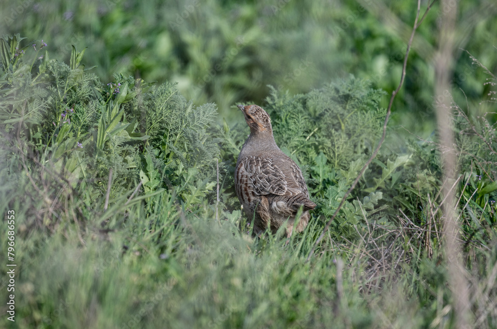 gray partridge went out to have breakfast on a sunny spring morning in the steppe of Kalmykia gray partridge went out to have breakfast on a sunny spring morning in the steppe of Kalmykia