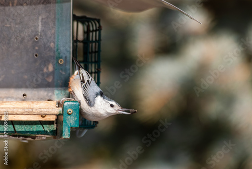 A white-breasted nuthatch (sitta carolinensis) feeding at a bird house
