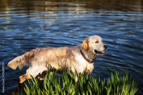 golden retriever standing in the water in the pond
