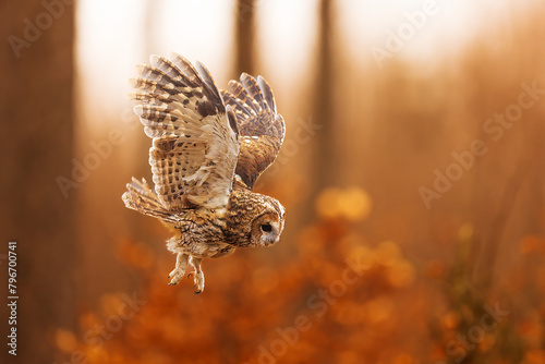 tawny owl (Strix aluco) flying in the colourful forest photo