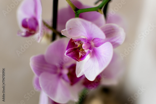 Pink orchid flower indoor  phalaenopsis