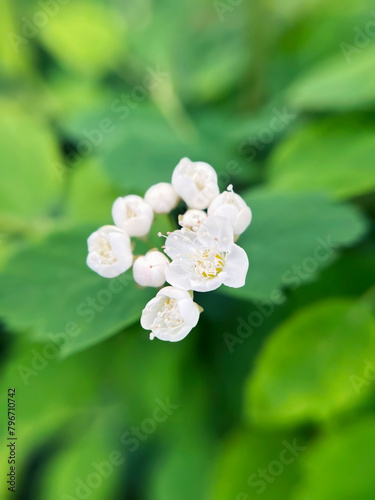 White spring flowers on the background of green leaves