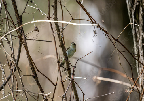 warbler bird in natural conditions on a branch in the forest on a spring day