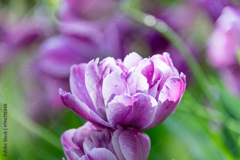 Fototapeta premium Tulip in the sun