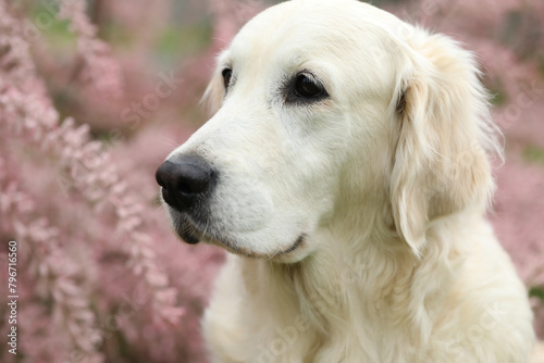 Portrait of beautiful golden retriever dog in the garden. outdoor lifestyle © Haletska Olha