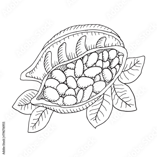 Cocoa beans vector illustration. Sketched hand drawn cocoa beans painted by black inks on isolated background