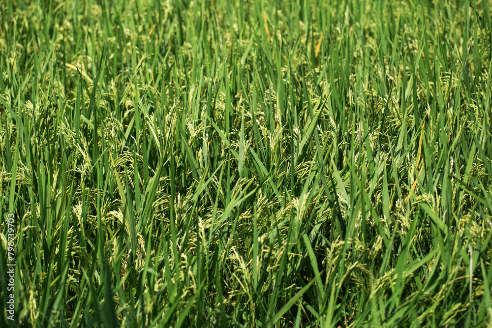 Ears of rice are grown organically, without pesticides, in the rice fields before harvesting. Ears of rice are grown organically, without pesticides, in the rice fields before harvesting.