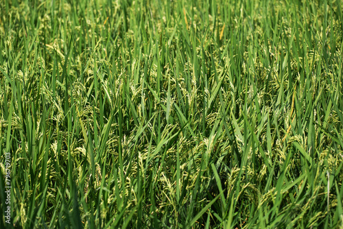 Ears of rice are grown organically, without pesticides, in the rice fields before harvesting.