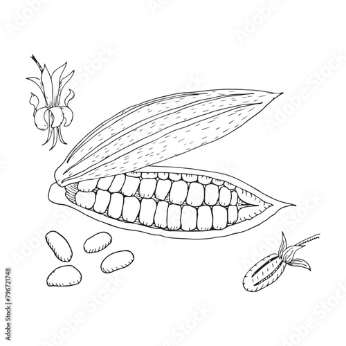 Cocoa beans vector illustration. Sketched hand drawn cocoa beans painted by black inks in linear style.