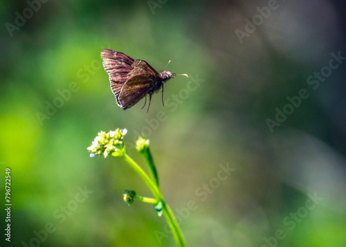 Funereal Duskywing in flight on the Shadow Creek Ranch Nature Trail in Pearland, Texas