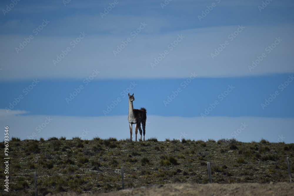 Obraz premium Guanaco