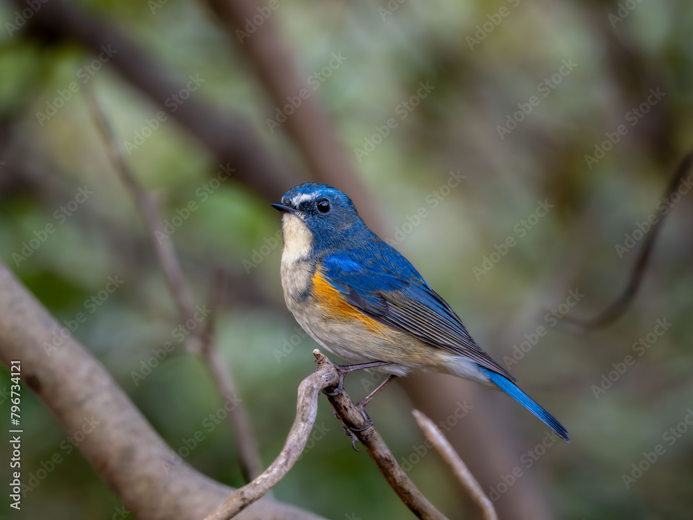森の中で枝に留まっているルリビタキの雄