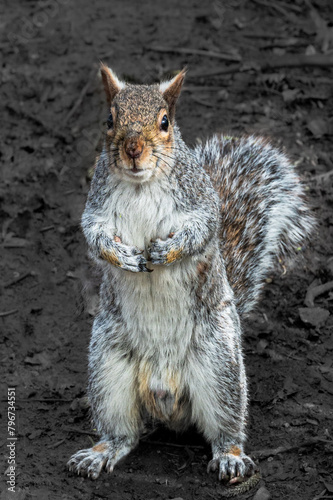 Wallpaper Mural squirrel in the park Torontodigital.ca