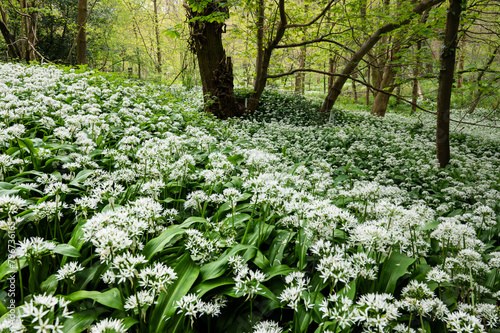 Wallpaper Mural A carpet of wild garic Torontodigital.ca