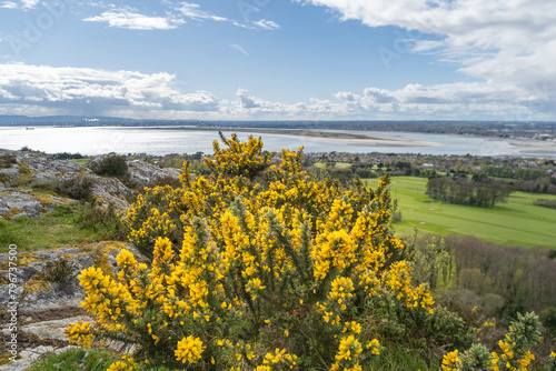 Tableau sur toile Irish wildflower Common gorse