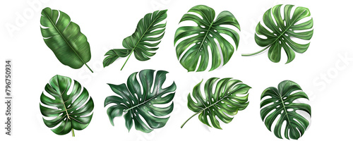 set of tropical monstered leaves isolated on white background, generative AI 